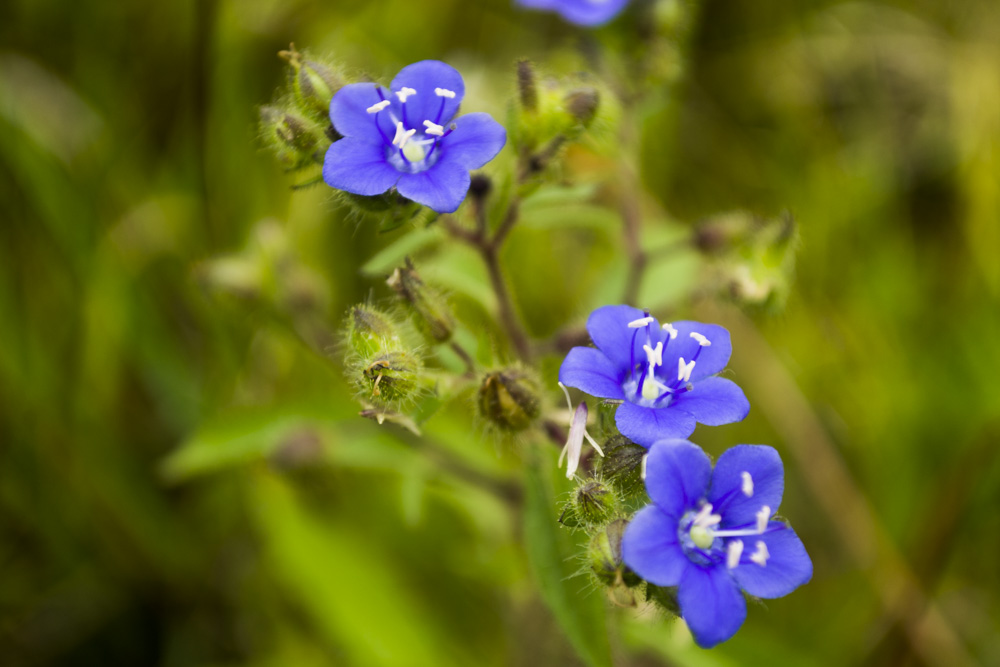 Flora área protegida Agustina Giovio